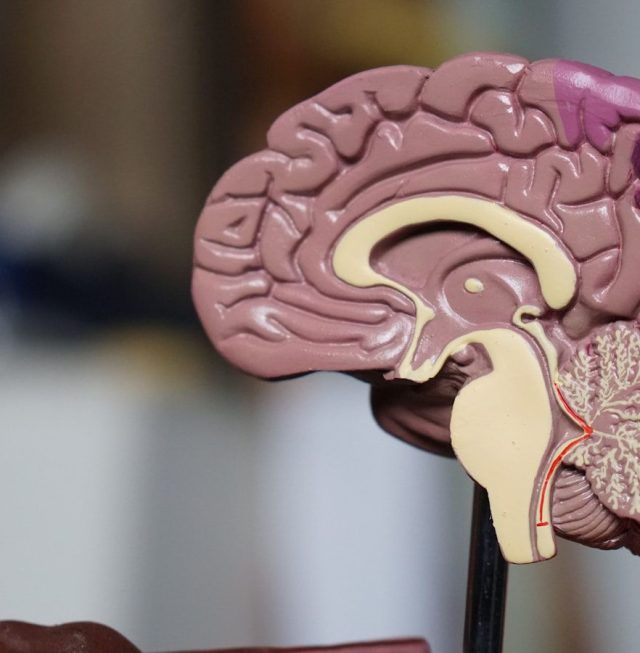 brown brain decor in selective-focus photography